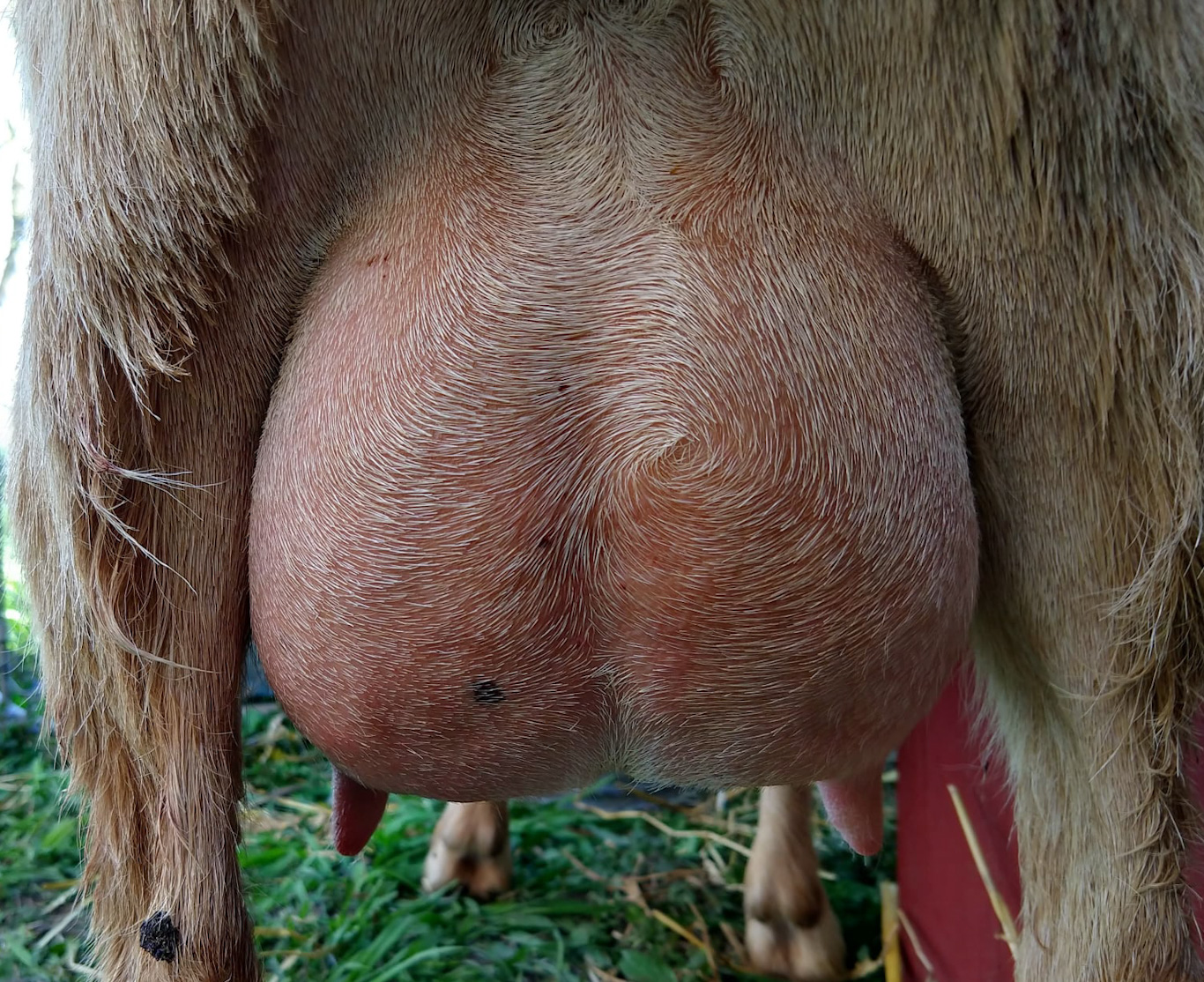 Precious-udder_edited